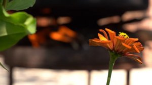 🍅 От Свежих Помидоров До Томатной Пасты Простой Рецепт Томатной Пасты