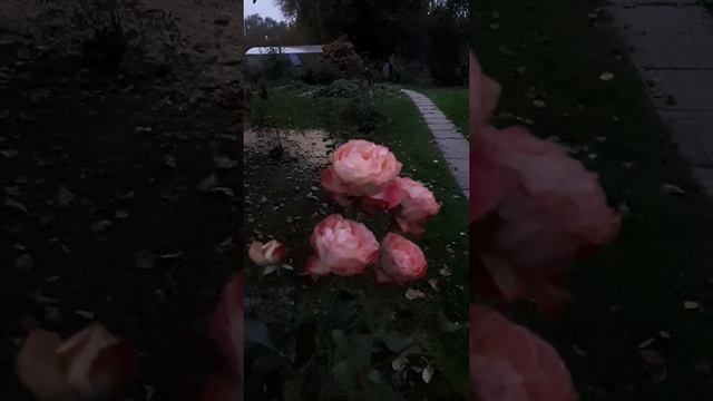 РОЗА  АКРОПОЛИС ??? И ОСЕНЬ ПРЕКРАСНА , КОГДА ЦВЕТЁТ ЭТА КРАСОТКА ???☝️?..