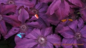 Клематис крупноцветковый Каспер (clematis kacper) ? обзор: как сажать, саженцы клематиса Каспер