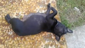 Ожидаем родов. Французский бульдог.