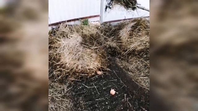 Посадка картофеля под сено смотреть онлайн