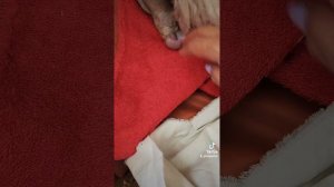 Той пудель роды