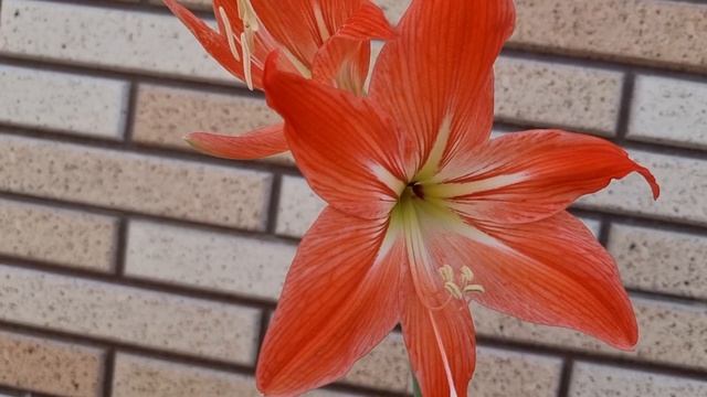 бабушкинец Салмон перл - домашнее цветение смотреть онлайн