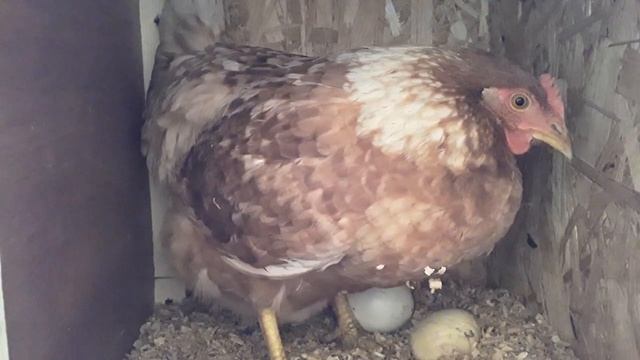 Курица несушка. Как курица несет Яйца.