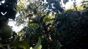 Груша сорт"Ноябрьская"