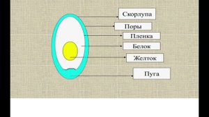 Ошибки при инкубации.Последствия применения перекиси водорода для обработки инкубационного яйца.