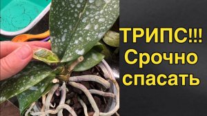 Прямой эфир: трипсы сожрали три орхидеи!!!