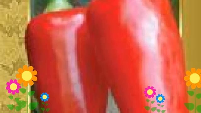 Перец сладкий Ласточка (Lastochka). Краткий обзор, описание характеристик, где купить семена смотреть онлайн