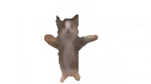 Кот шнапи флексит под мемные звуки