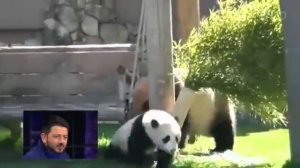 Вечерний Ургант |  Галустян озвучивает панду голосом