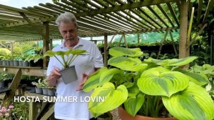 Rewela Hostas Feature Hosta Summer Lovin'
