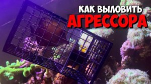 Как выловить агрессивную рыбу к новичкам в морском аквариуме