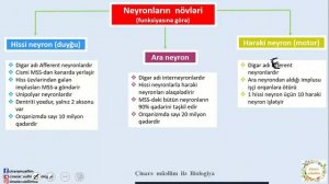 Sinir sistemi - 1