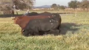 Быки Абердин Ангус. Экспорт породистых Быков из России.