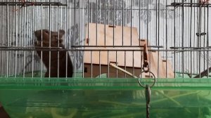 ASMR БЕЛКА ДЕГУ ГРЫЗЁТ КЛЕТКУ РАЗДРАЖАЮЩИЕ ЗВУКИ