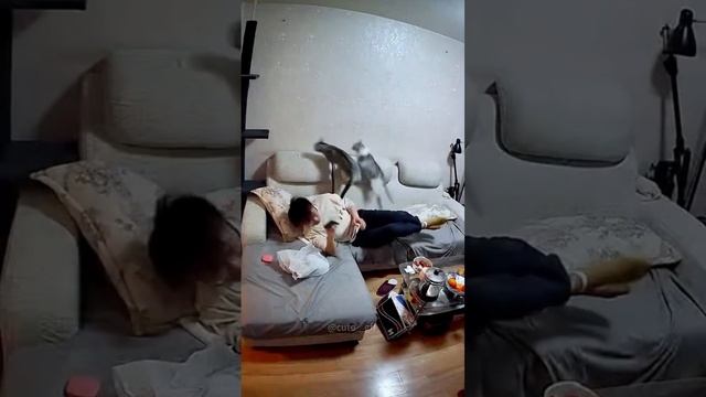 Смешные котики