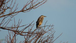 Серая цапля на рассвете. Просыпается и улетает