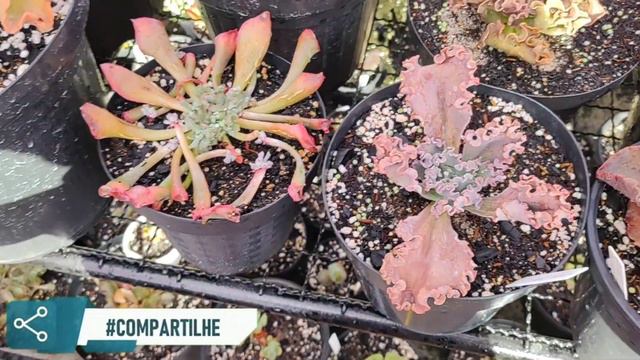 RESULTADO INCRÍVEL DO CORTE DA ECHEVERIA PINK TRUMPET+ MUITAS MUDAS 💚😱 / Jardim de Suculentas смотреть онлайн