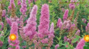 Спирея билларда Триумфанс. Краткий обзор, описание характеристик spiraea x billardii Triumphans