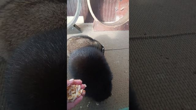#ямыилюша #помощьбездомнымживотным #raccoon #анапа #reels #море #енотики