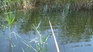 Насадка на карася хлеб с ревитом спасла рыбалку!