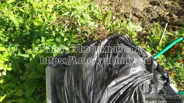 готовим грядку/теплицу под огурцы. Урожай в октябре смотреть онлайн