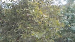 Облепиха Обрезка Сбор облепихи