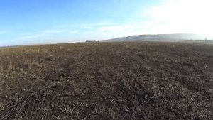 Охота на зайца с дратхааром