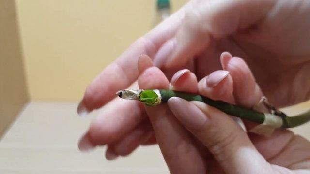 Детка орхидеи на цветоносе в бутылке || 2 часть эксперимента: делаю выводы смотреть онлайн