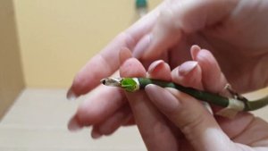 Детка орхидеи на цветоносе в бутылке || 2 часть эксперимента: делаю выводы