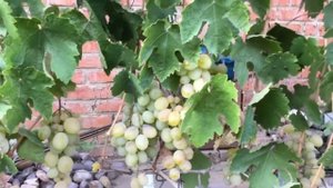 Виноград 1_8_7_9