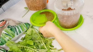 ПРОВОЖУ ЭКСПЕРИМЕНТ. УКОРЕНЕНИЕ ЧЕРЕНКОВ ПЕЛАРГОНИИ В ВЕРМИКУЛИТЕ.