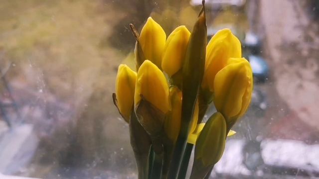 Влог: пряжа, прогулка, божья коровка... смотреть онлайн