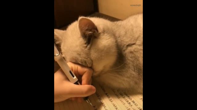 Кот помогает хозяину написать текст смотреть онлайн