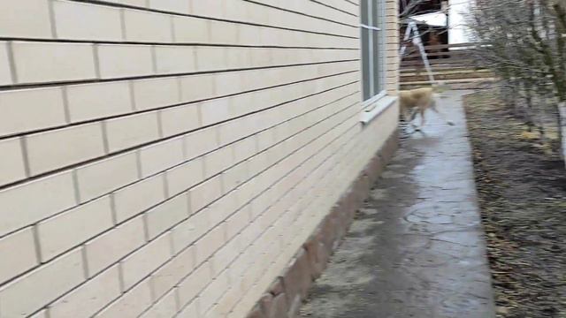 Алабаи взрослеют. смотреть онлайн