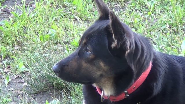 Рыбалка. Три Дня на Реке После Окончания Нерестового Запрета. Донки. Резинка на Хищника. 2 ЧАСТЬ. смотреть онлайн