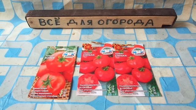 Сорт томата ВЗРЫВ можно выращивать без рассадным способом . смотреть онлайн