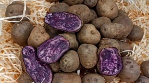 Картофель фиолетовый.  Польза вред как хранить и выбирать