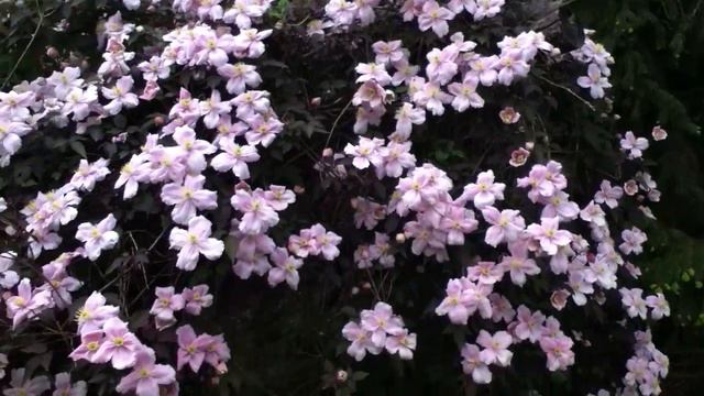 Clématite Mayleen' La fleur câline à la fragrance fine смотреть онлайн