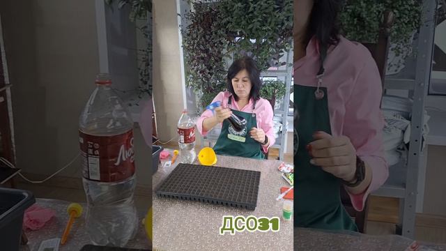 Сею петунию. Софистика. Проф.семена