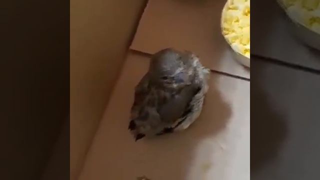 Вот почему стучала машина: у одесситки под капотом жили двое птенцов смотреть онлайн