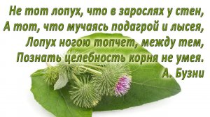 Сушим лопух. Зелёная аптека.