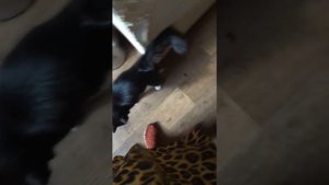 Кошка предупреждает хозяйку об Опасности!