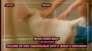 Kleenex — «Мягкий словно бархат» в 8х быстрее | PRO Рекламу