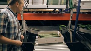 #096 Огурцы. Профессиональная гидропоника в Голландии. Огуречная теплица (1-я серия).