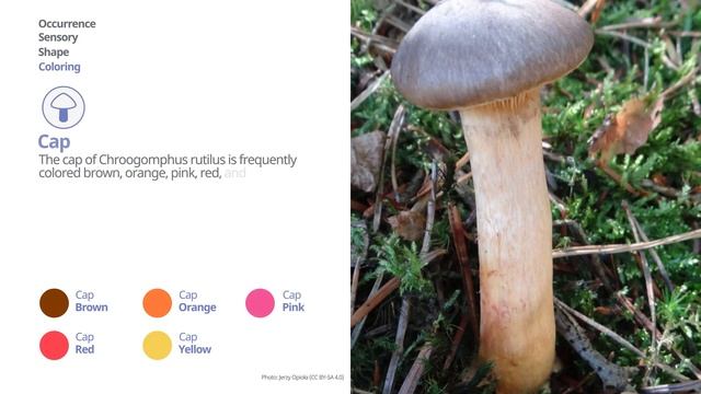 Brown slimecap (Chroogomphus rutilus) | Coloring | Practical Short Profile | Shroomers смотреть онлайн