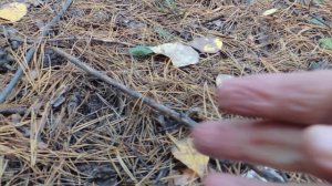 Гриб мокруха сосновая(пурпуровая).Большинство игнорирует,а зря.