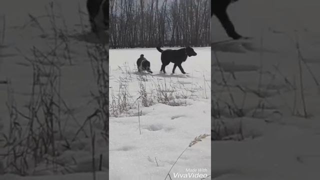 Друзья на прогулке. Среднеазиатские овчарки питомника "Казан Йолдыз" смотреть онлайн