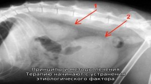 Причины почечной недостаточности у собак и методы ее лечения