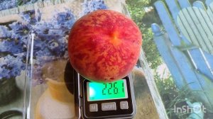 Персики в Ростовской области, юг.